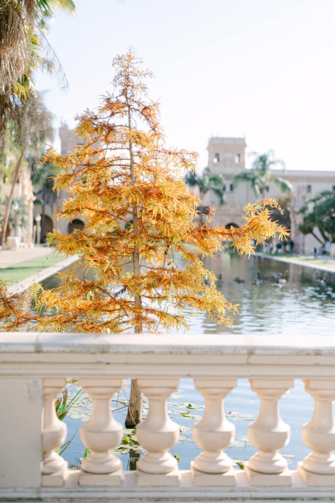fall colored leaves at park